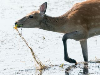夏の暑い時期には水の中で食事するのが一番