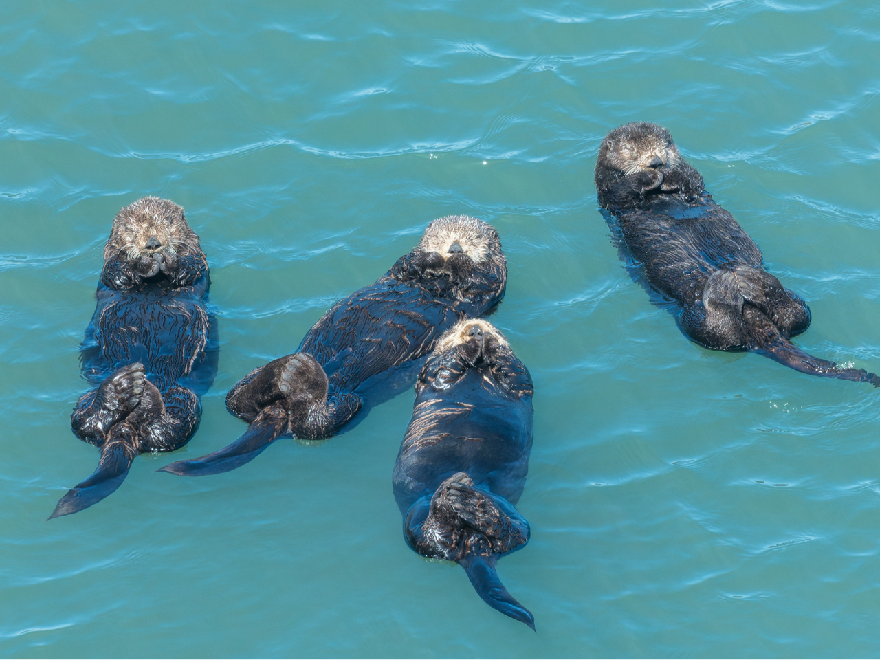 【北海道の動物たち】ここでしか撮れない写真を撮ろう!霧多布岬のラッコフォトツアー