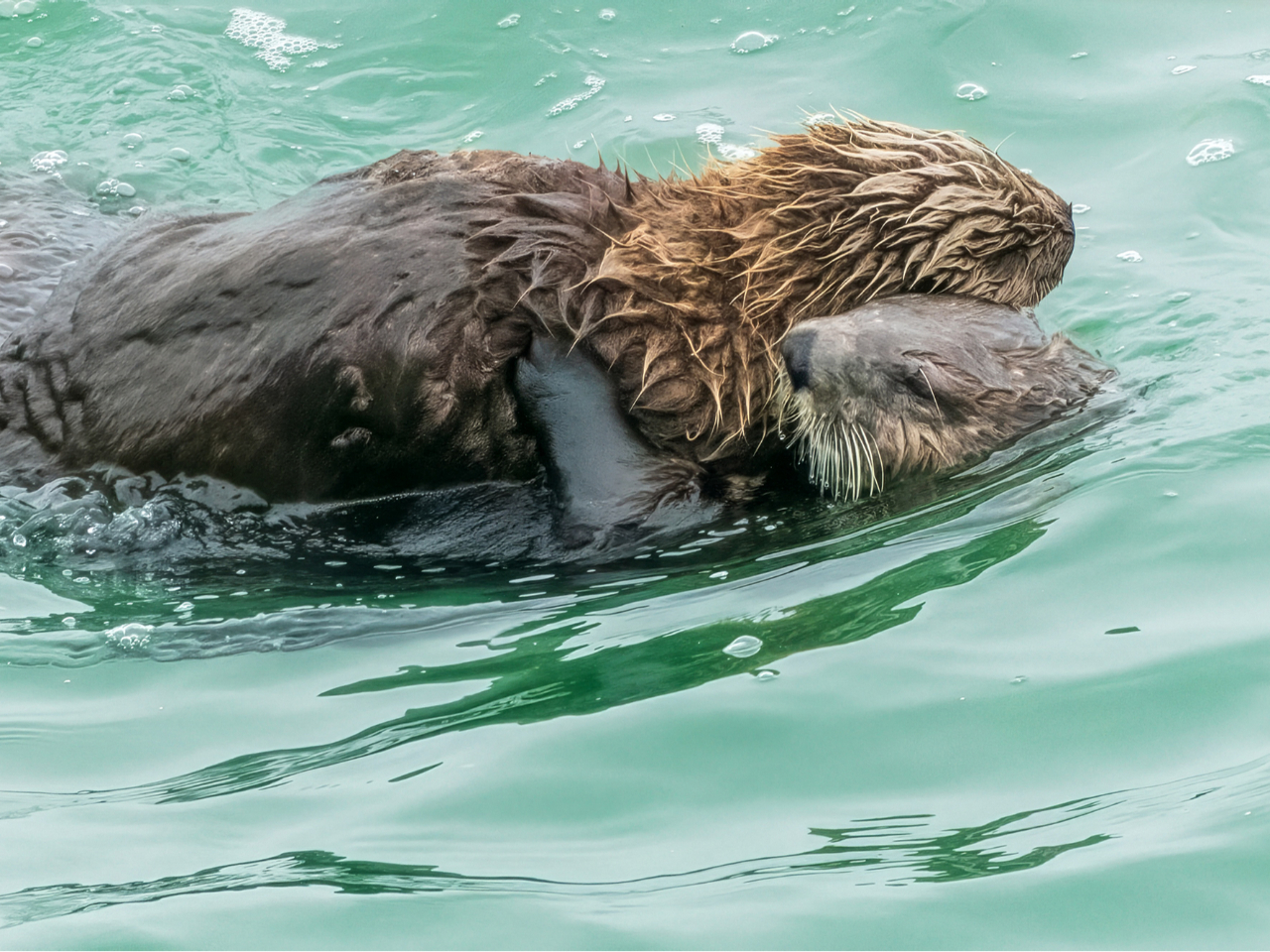 【北海道の動物たち】ここでしか撮れない写真を撮ろう!霧多布岬のラッコフォトツアー