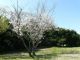 桜木エリア