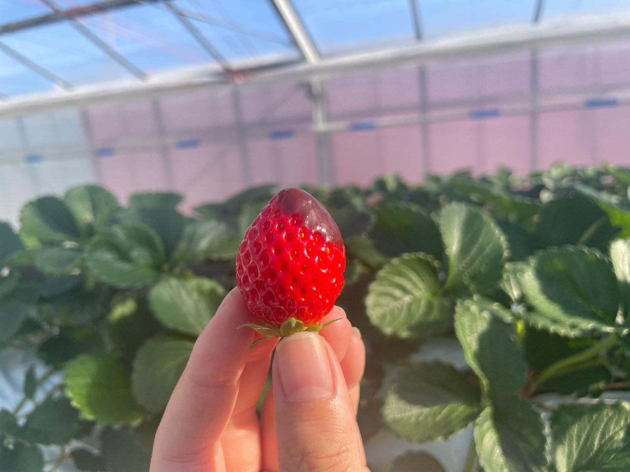 qlɑlC̃`R\[XpӂĂ܂I