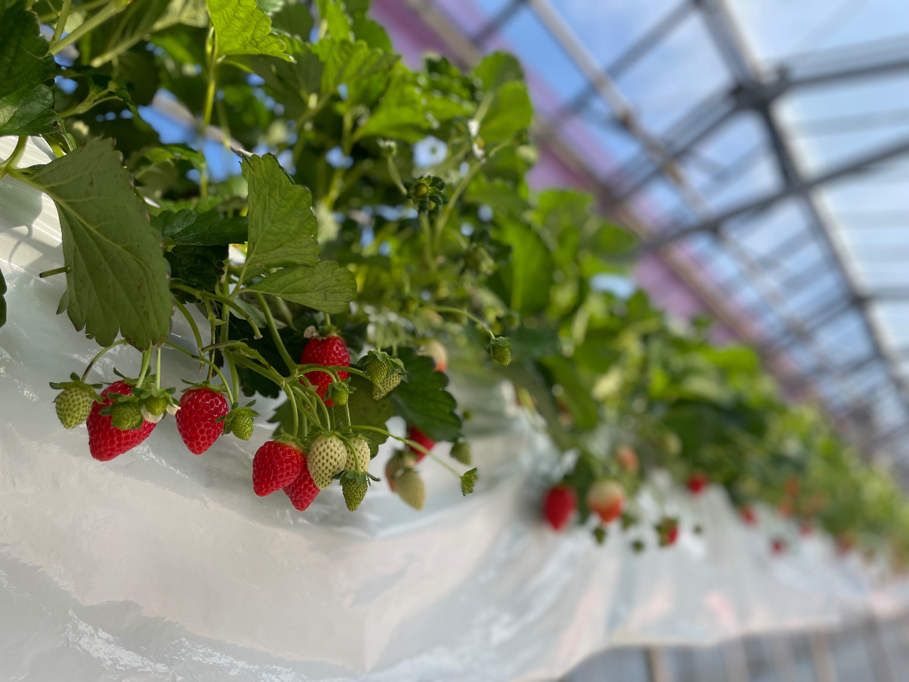 �������߂��ɂ�������H�ׂ���I