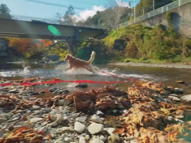 キレイな川で思い切り走り回れます!