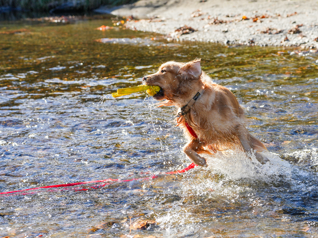 清流まで徒歩5秒でいけます♪
