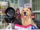 看板犬のエールくんもみなさんをお待ちしております!