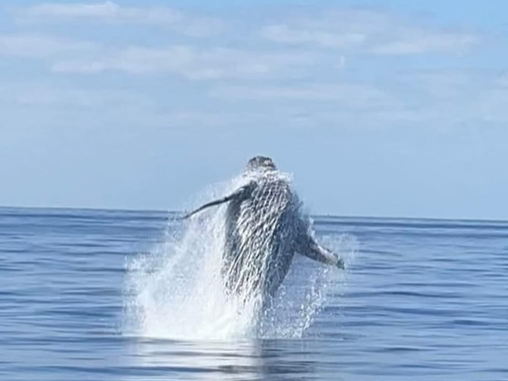 奄美の美しい海の世界で驚きと感動が待っています★
ホエールウォッチングツアーで、壮大な海の生き物たちとの出会いを体験しませんか★