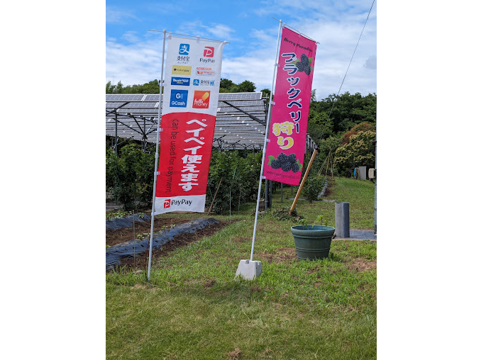 ブラックベリー食べ放題＆1パック摘み取り／6月より開始予定！千葉県