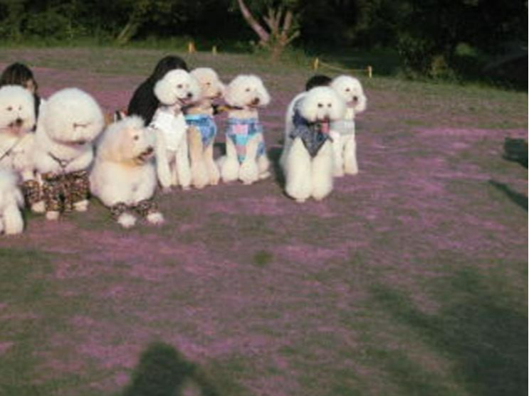 毎週月曜日はプードル会です