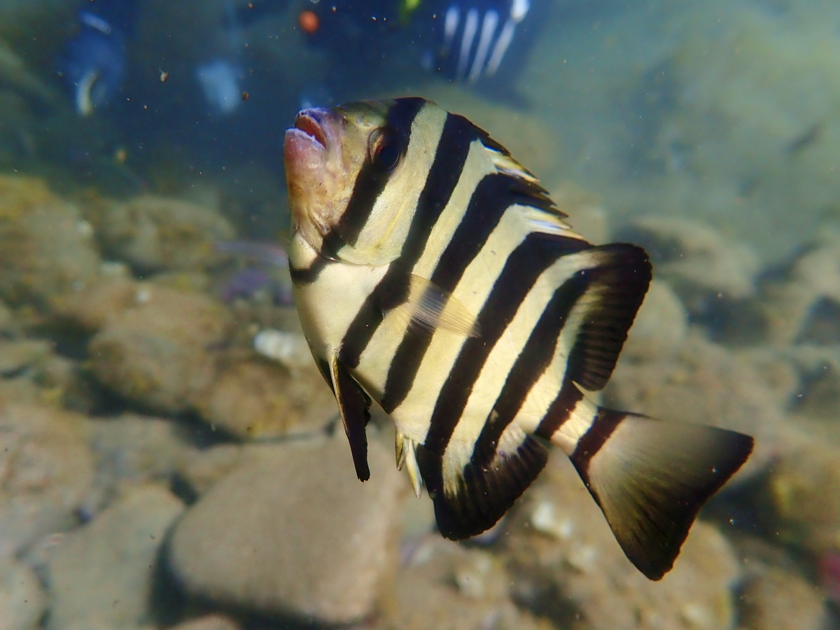 ݂ŉ̑҂Ă邺ICV_Cc