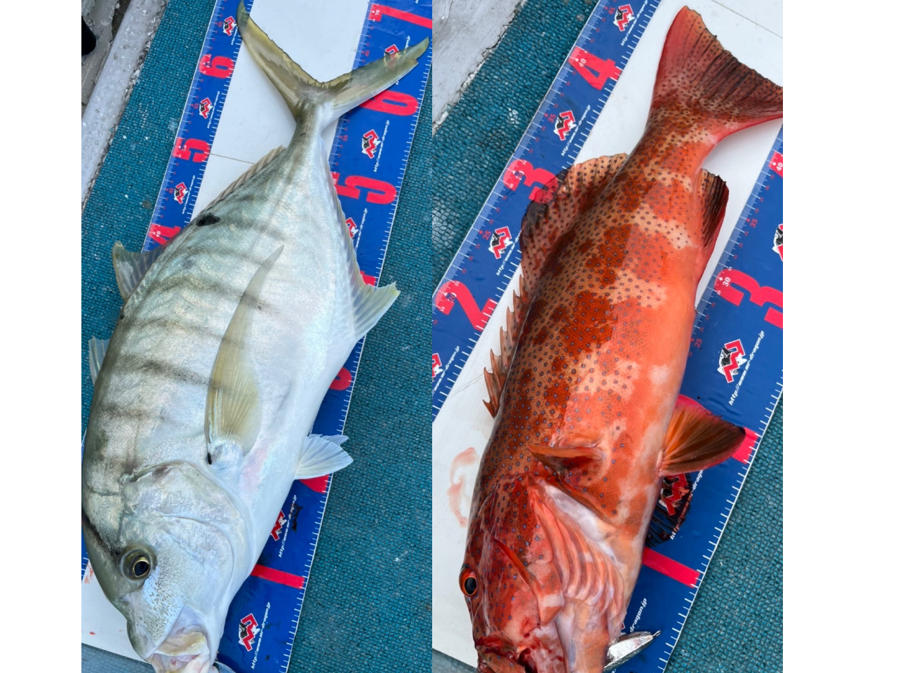 アジ系もジギングで釣れますよ