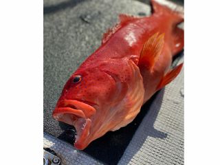 高級魚のアカジンも釣れますよー