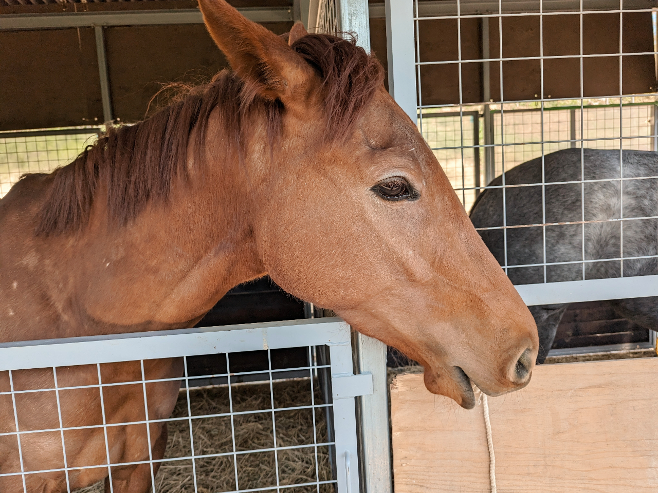 トントントントロちゃん