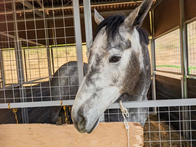 グラマーちゃん