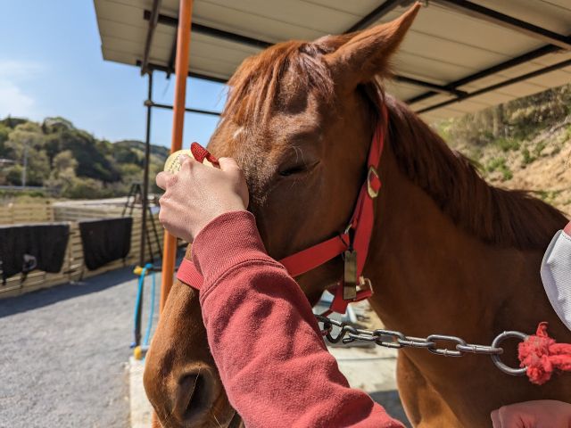 お馬さんと直接触れ合うことが可能です!