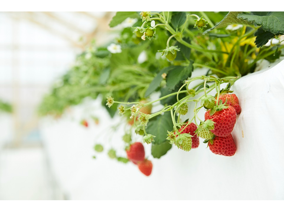 茧OcsŉĂEݎ̌V[Y肶tX^[gI