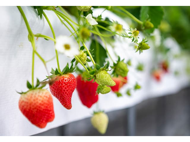 O݂̔rIȋCőɐ͔|@pĂ邱ƂN͔|ł܂B