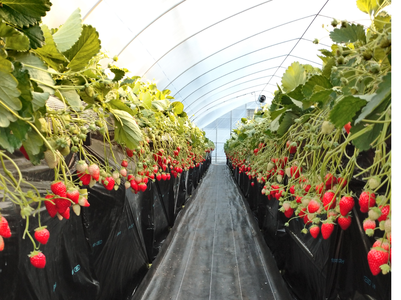 4/25~5/10集合場所は臨時駐車場へ【60分食べ放題 】 高設栽培ですのでら...