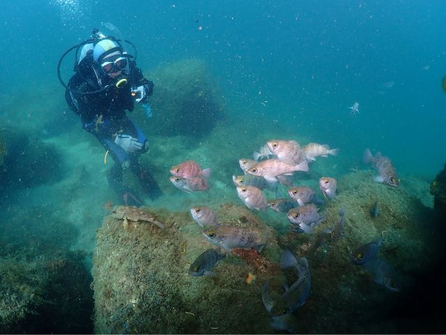ライセンス取得コースへ参加すれば、さらにたくさんの生き物に出会えます