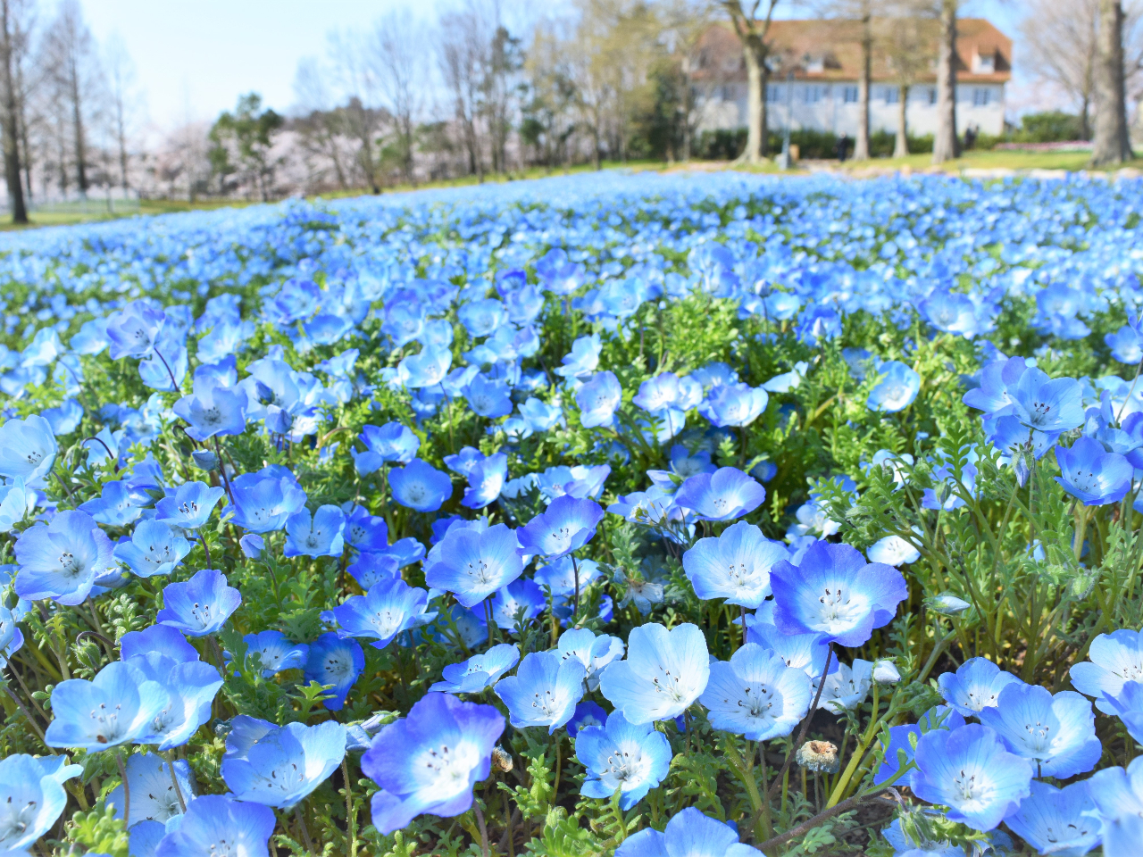 ̉Ԕł͎lG܁X̊JԂy߂܂itFltBj