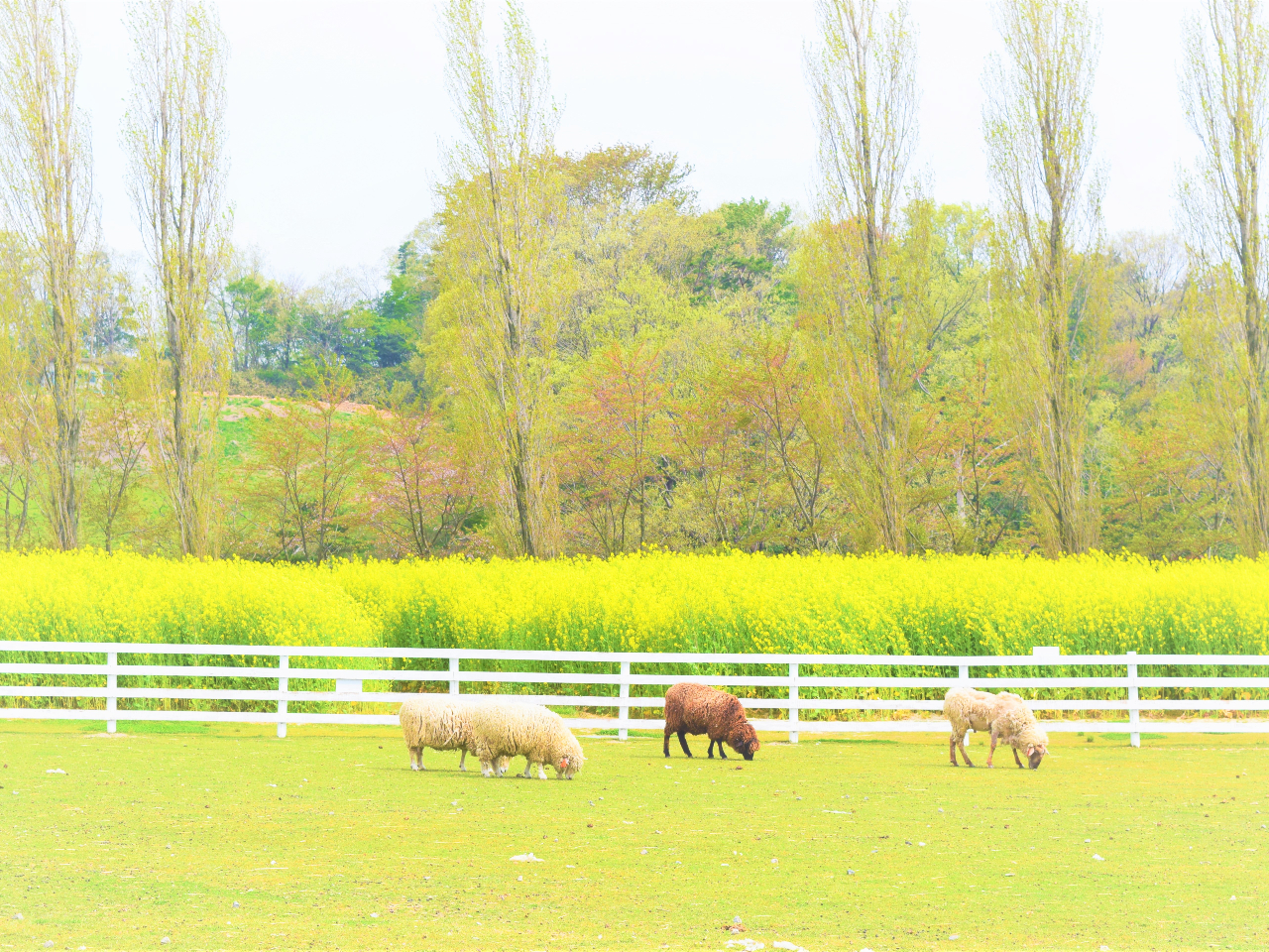 ̉Ԕł͎lG܁X̊JԂy߂܂itF؂̉ԂƗrj