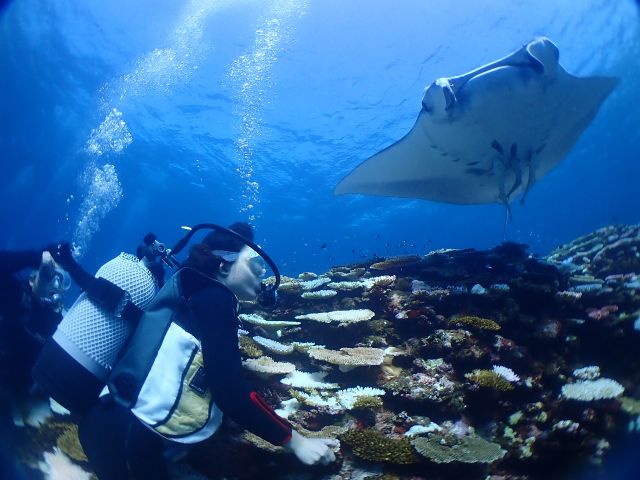 みんなの憧れ【マンタ】