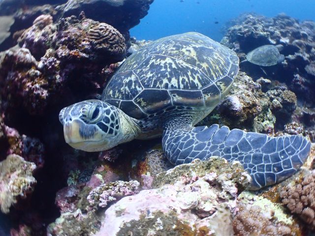 ウミガメ☆