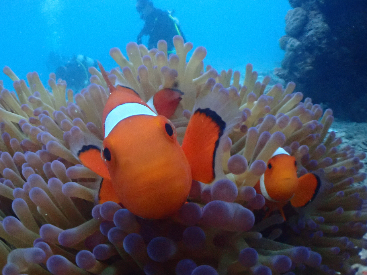 カクレクマノミ★