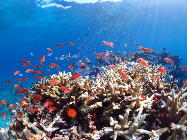 色鮮やかなお魚たちがあなたを待っています!