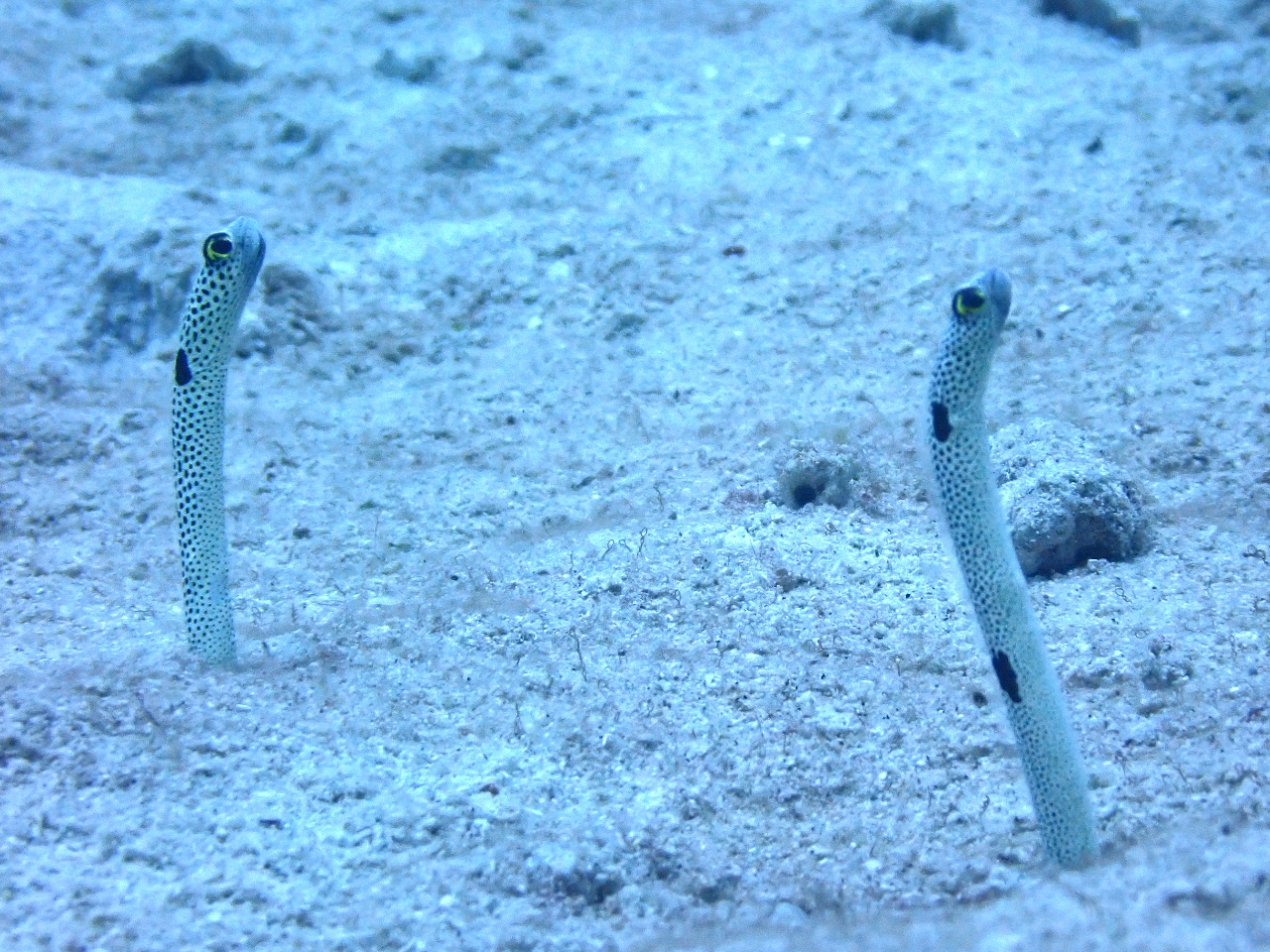 チンアナゴにも会えるかも!?急に近寄ると地中に潜っちゃうのでゆっくりと近づきましょう(*^-^*)