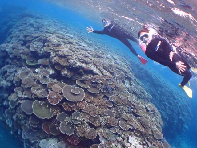 石垣島のサンゴ礁