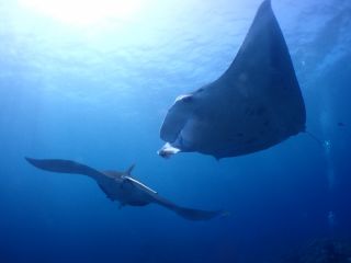 ナンヨウマンタ★