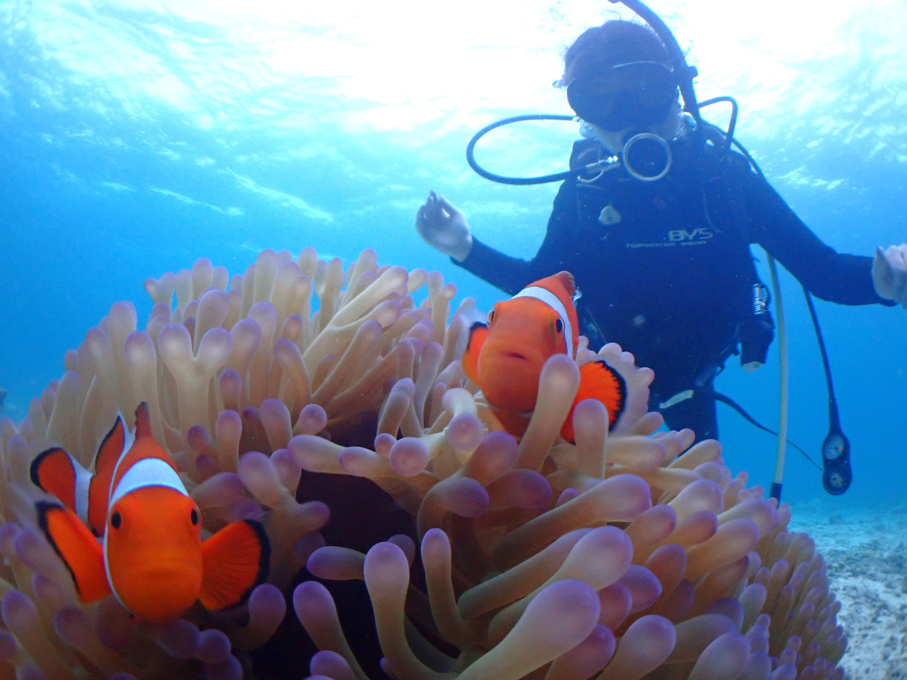 �J�N���N�}�m�~