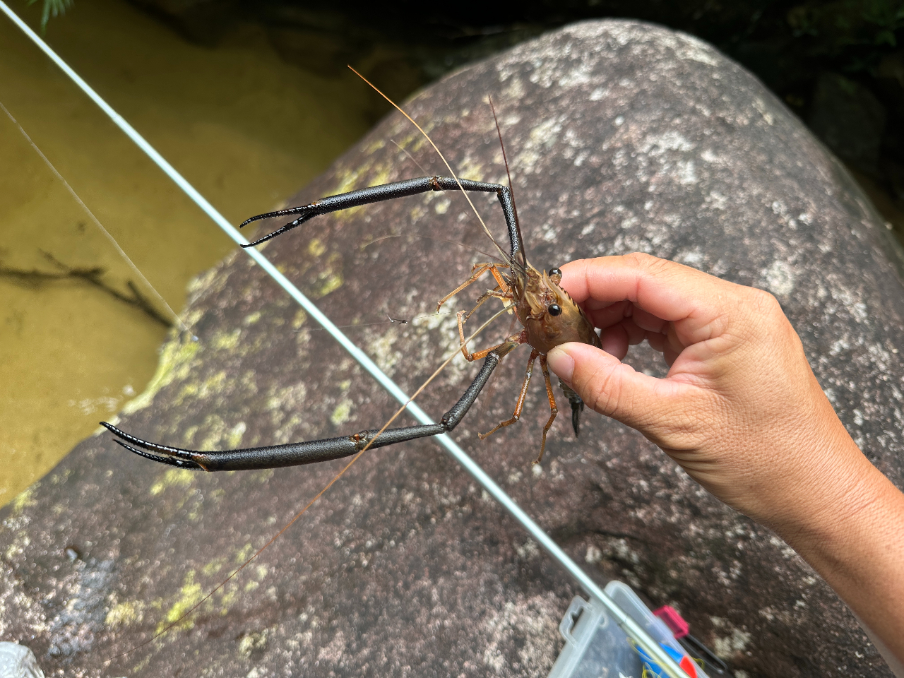 �^�[�Q�b�g�͉���ɂ������Ȃ��y�R���W���e�i�K�G�r�z�����ŏ����Ɓy���_�蒷�C�V�z���O�̂��Ƃ��A���F����ттĂ��܂��B�ő�łR�Ocm�ɂ��Ȃ��^��ł��B