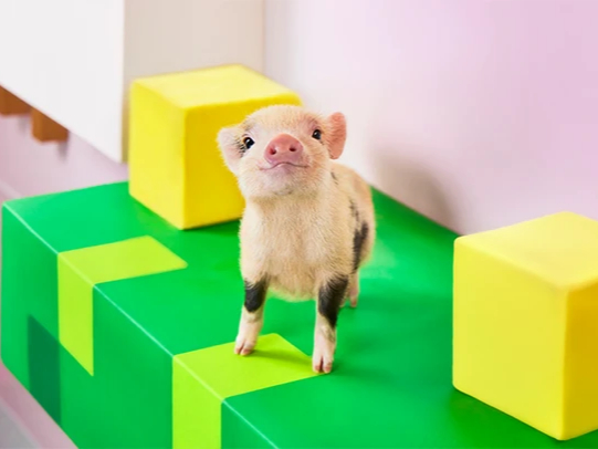 mipig cafe �r�܃T���V���C���V�e�B�X�̎ʐ^2