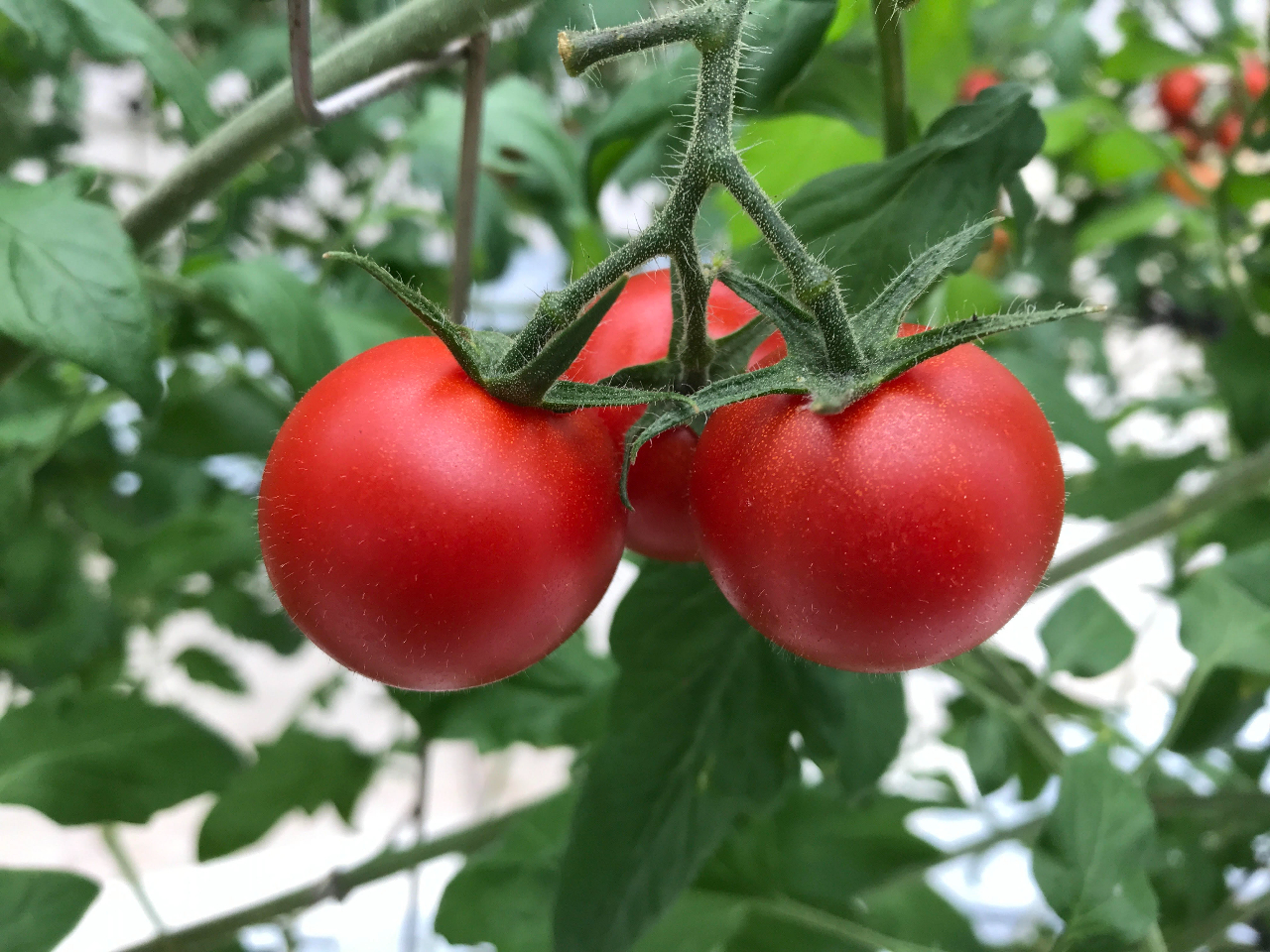 2025年開催予定】【トマトの収穫体験】沖縄の太陽をいっぱい浴びた