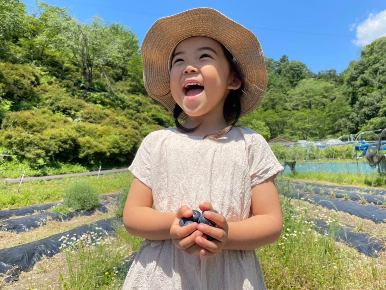 【岐阜・山県市/収穫体験】ブルーベリー摘み取り〈品種の食べ比べできます〉&ブルー...
