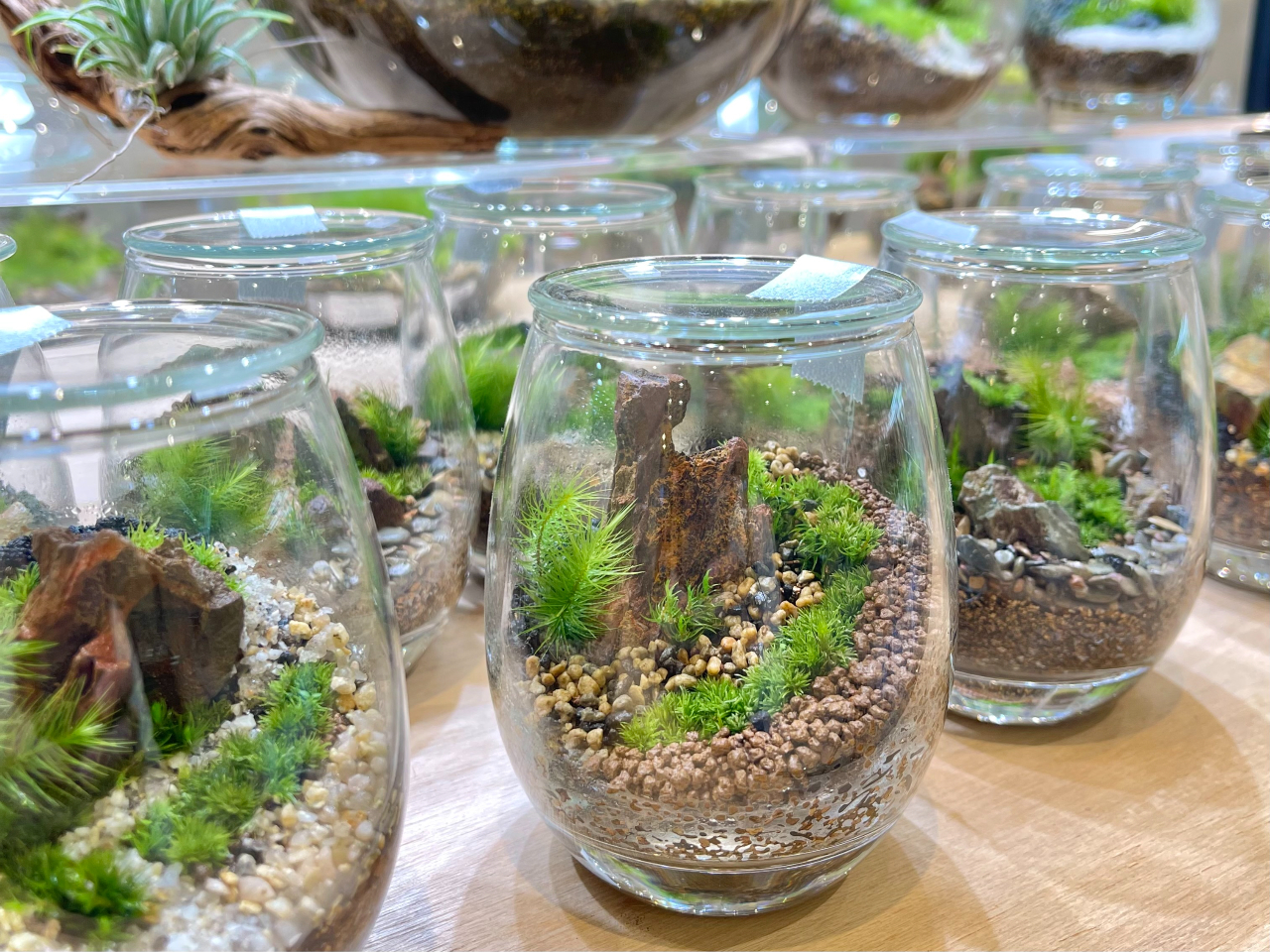 宮城・仙台・苔テラリウム】 しずくボトルで作る 苔テラリウム（90分