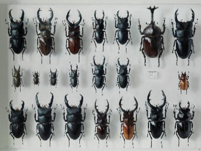 �����M�V�u���̔��v2017