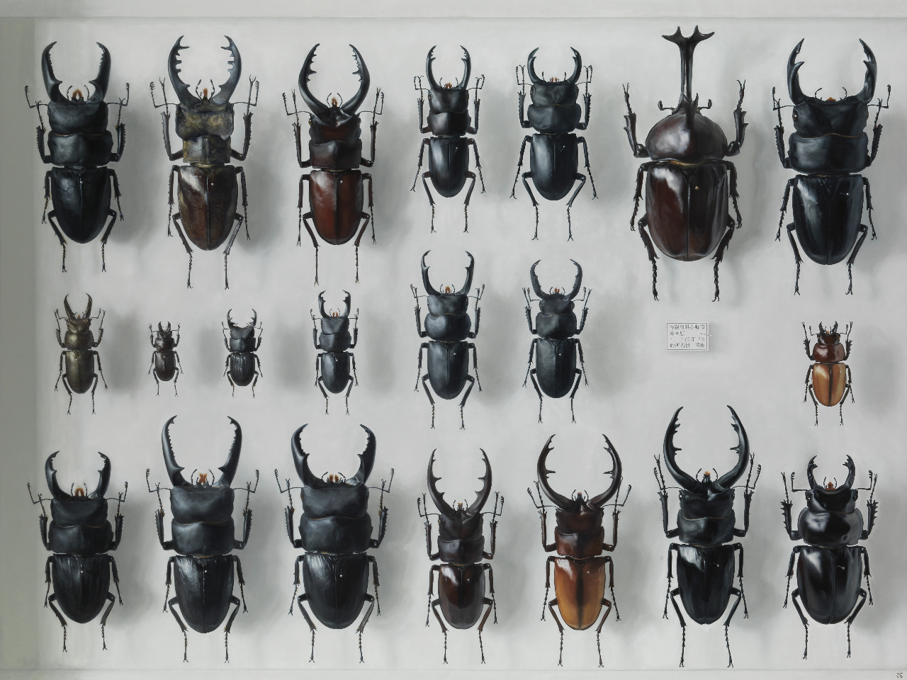 �����M�V�u���̔��v2017