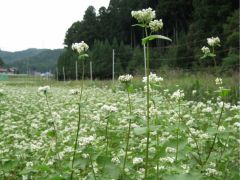 10月 満開のそば畑