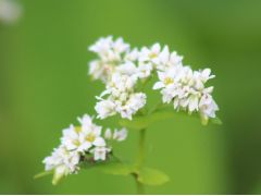そばの花