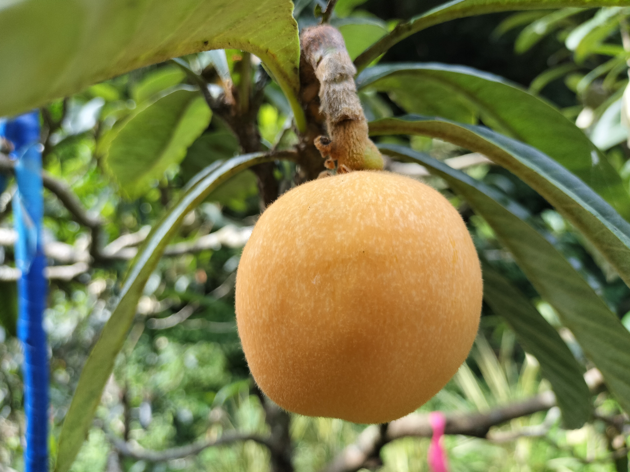 房州びわ　食べ比べ&Lサイズ 千葉県 南房総産 房州びわ 約1キロ(風袋込み) 12粒入り 3Lから2L