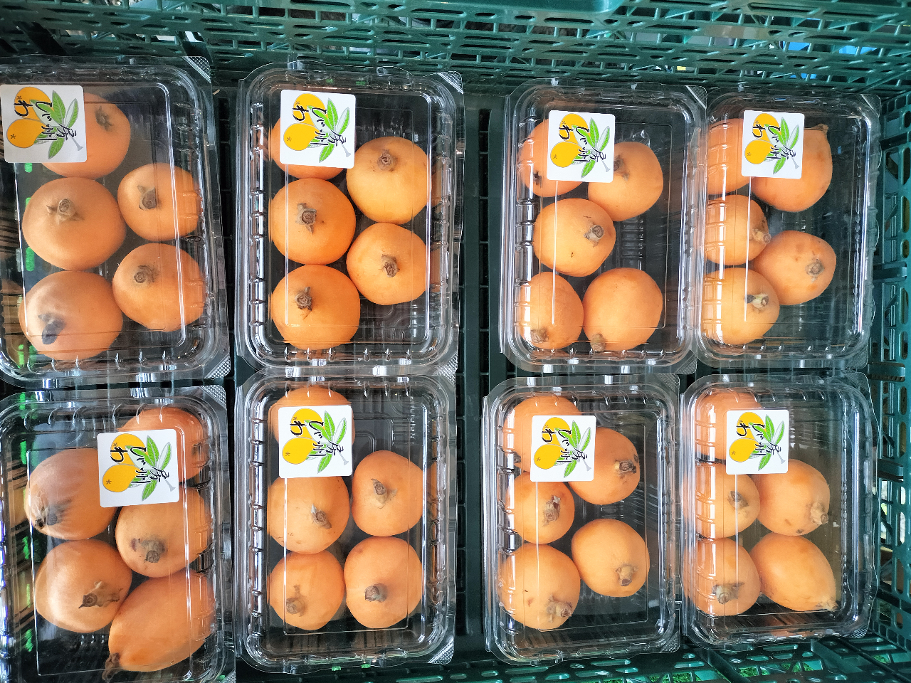 房州びわ食べ比べ_ビワの葉茶付き【海展望】2026