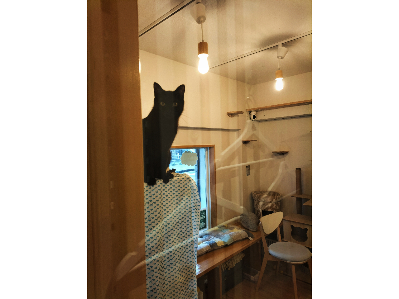 �ȏ� �w������ �J�g�}���Y� �J�t�F�K���̎ʐ^4
