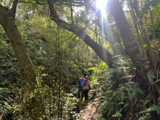 ジャングル探検トレッキング