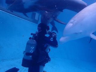 イルカと0距離!