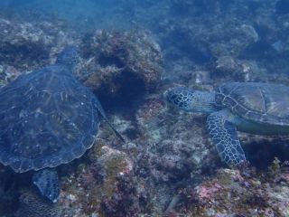串本の海はウミガメに高確率で会えます!
