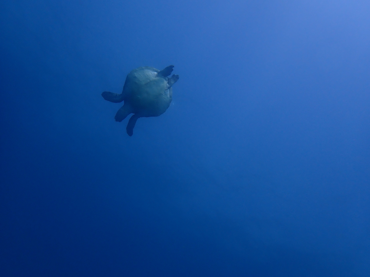 {̊C͍mŃE~Kɉ܂I