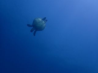 串本の海は高確率でウミガメに会えます!