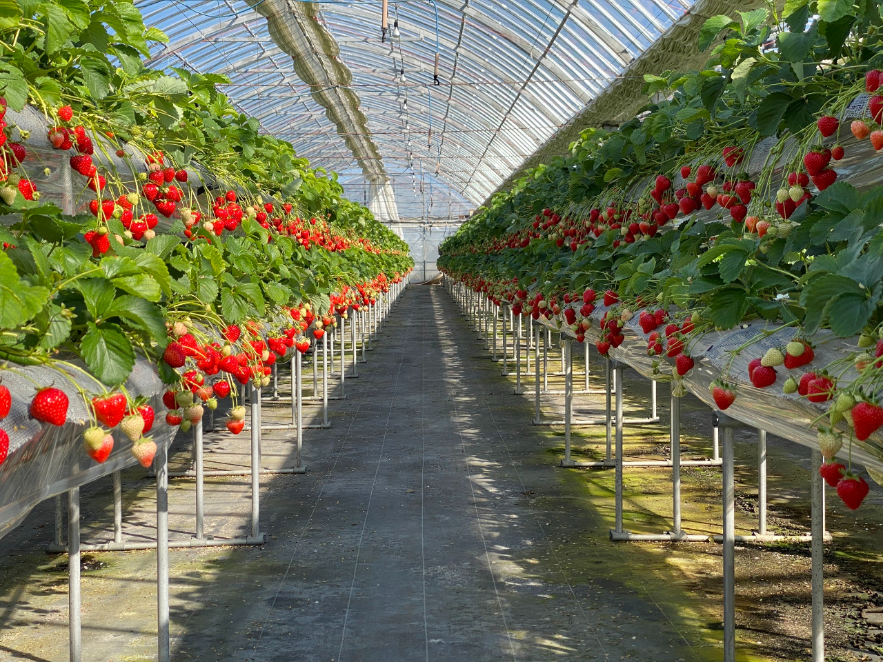 【全レーン高設2段式!楽々いちご狩り♪】茂原では数少ない苺食べ放題の農園!30分...